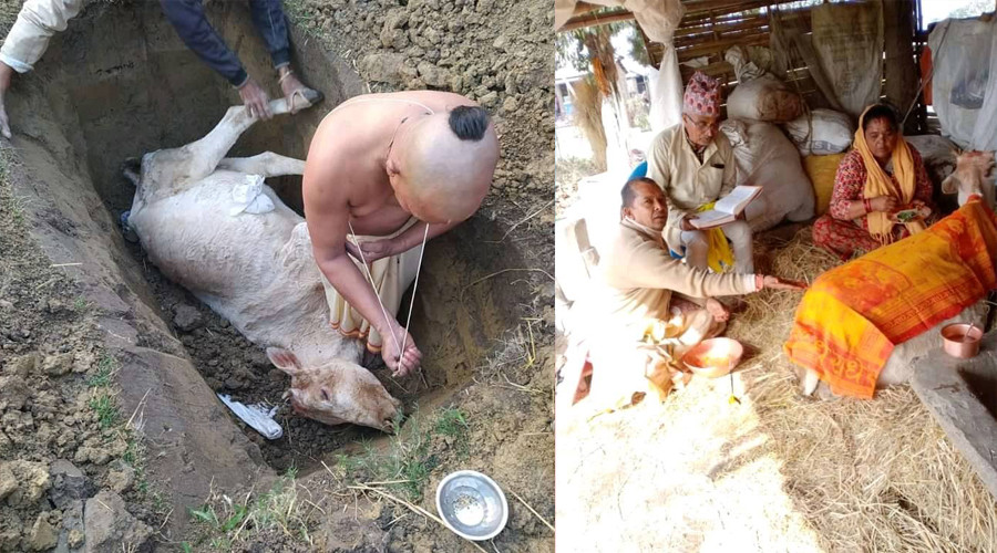 भरतपुरमा गाई मरेपछि शोकमा काज–किरिया