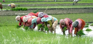 बुधबार धान दिवसः २७ अर्बको चामल र १५ अर्बको धान आयात