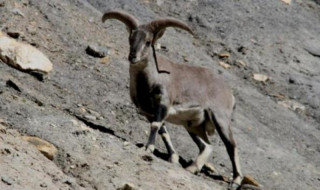 कञ्चनजङ्घा संरक्षण क्षेत्र : नाउरको सङ्ख्या घढ्दै