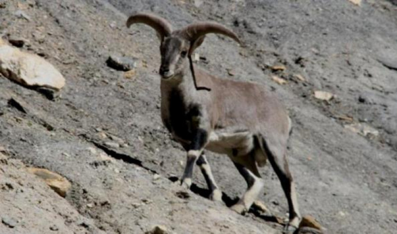 कञ्चनजङ्घा संरक्षण क्षेत्र : नाउरको सङ्ख्या घढ्दै