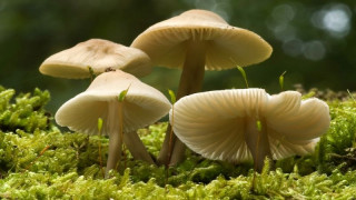 बुटवलमा जङ्गली च्याउ खाँदा  १५ जना बिरामी