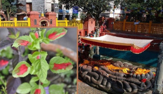आज निर्जला एकादशी, तुलसीको बीउ रोप्‍ने दिन