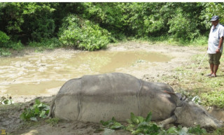 चितवनमा गत आर्थिक वर्षमा ३७ गैँडा मरे