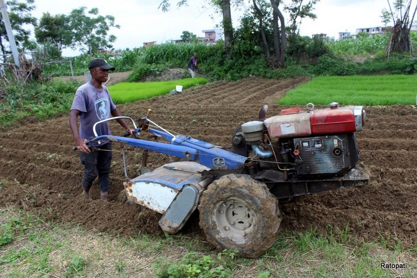 ग्रामीण भेगमा  हराउँदै हलो : बढ्दै ट्याक्टरको प्रयोग