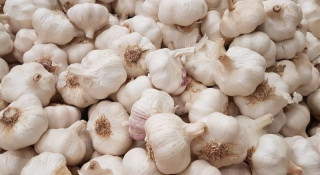 लसुनले भाउ पाएन