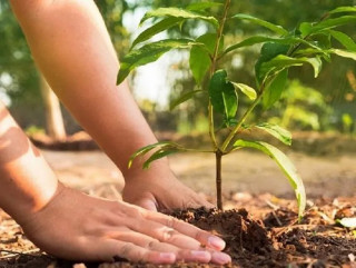 सन्तानेश्वर वन क्षेत्रमा श्रीखण्ड रोपण