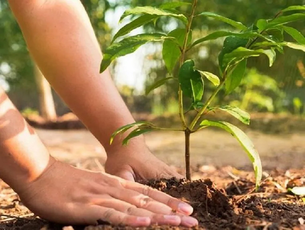 सन्तानेश्वर वन क्षेत्रमा श्रीखण्ड रोपण