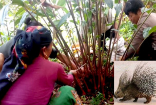 जीवजन्तुबाट अलैँची जोगाउने चुनौती