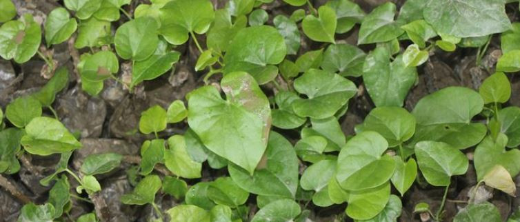 विभिन्न स्थानमा रोपियो गुर्जोका एक हजार बिरुवा