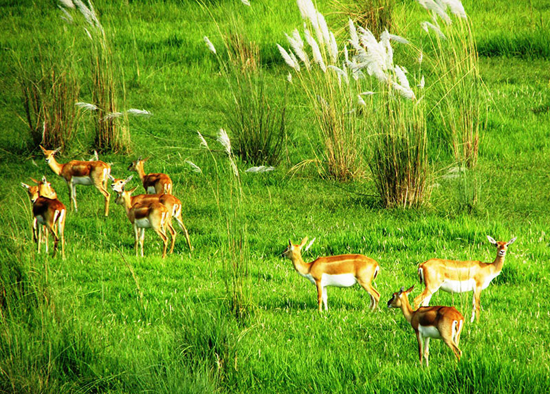 कृष्णसारको बासस्थान बन्दै शुक्लाफाँटा