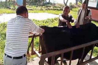 भोजपुरमा पशुको कृत्रिम गर्भाधान सेवा सुरु