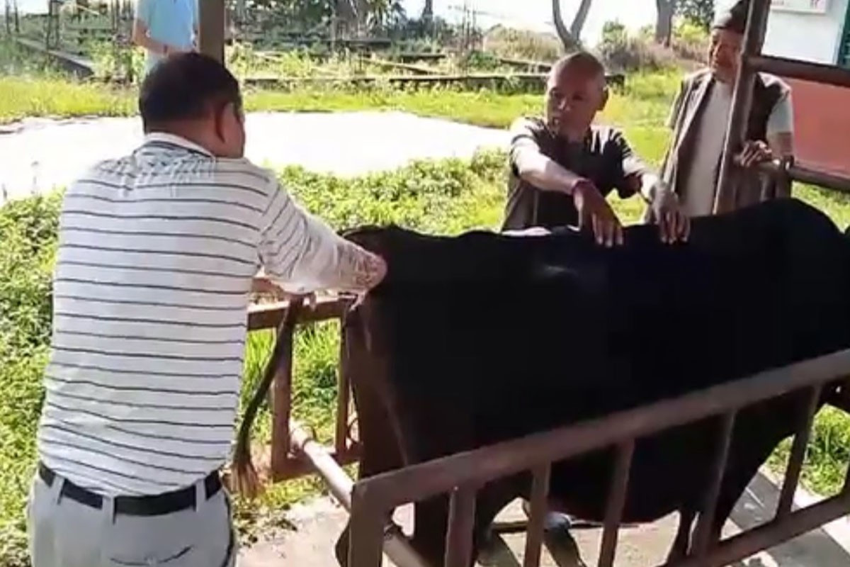 भोजपुरमा पशुको कृत्रिम गर्भाधान सेवा सुरु