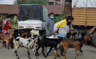 काठमाडौँमा ६० हजार खसीबोका बिक्री हुने