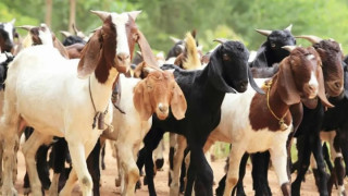 खसी–बोकाको स्वास्थ्य परीक्षणका लागि पशु चिकित्सकसहितको टोली परिचालन