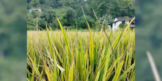 पसाउने बेलाका धानमा ‘मेली बग’ समस्या