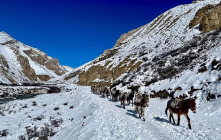 हिउँमा पुरिएर ४५ खच्चड मरे