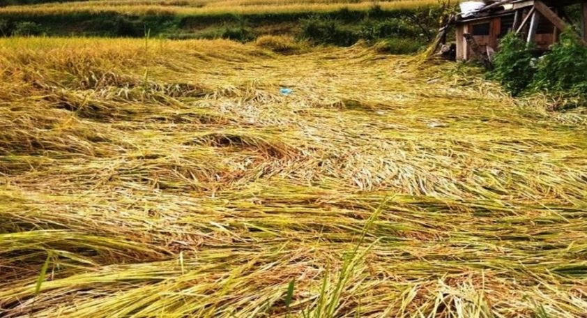 लगातार वर्षाले मार्सी धानबालीमा क्षति