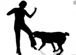 कञ्चनपुरमा कुकुरको टोकाइबाट एकै दिन १७ जना घाइते