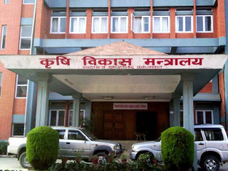 नेपालबाट चीनमा ‘हेलेज’ घाँस निर्यात