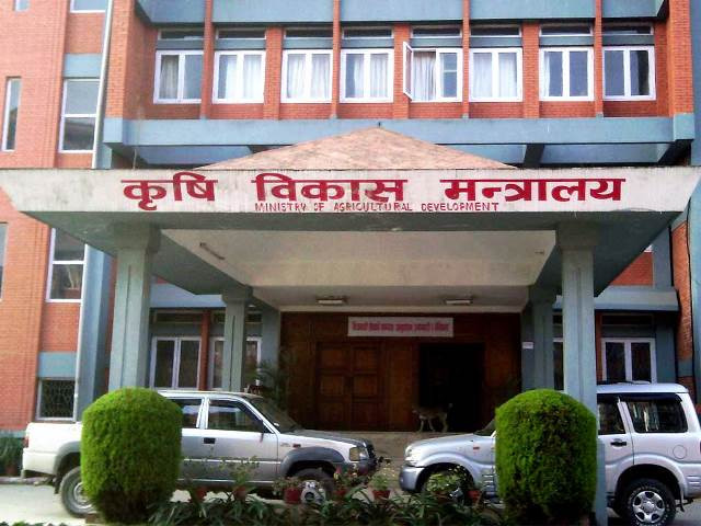 नेपालबाट चीनमा ‘हेलेज’ घाँस निर्यात