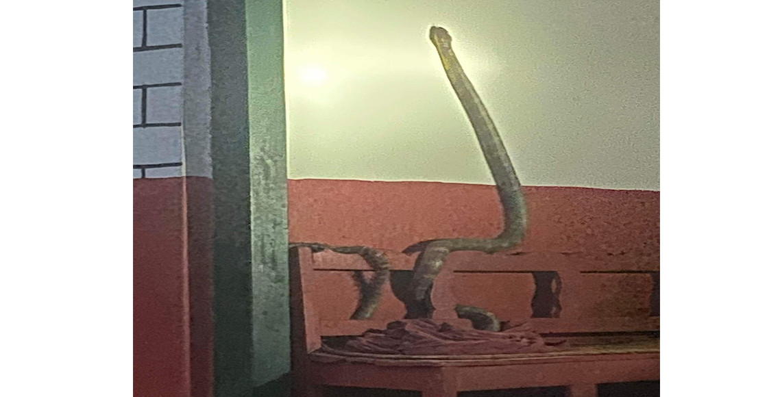 म्याग्दीमा भेटियो  दुर्लभ नाग ‘किङ कोब्रा’