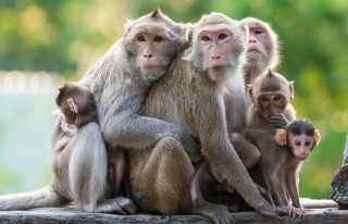 बाँदरका डरले हिउँदे बाली लगाउँदैनन् किसान