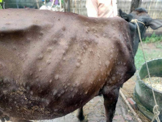 ‘लम्पी स्किन’ बाट पशुधनमा क्षति, राहत कुर्दै किसान