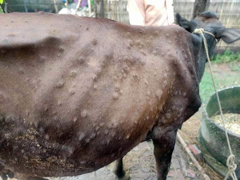 ‘लम्पी स्किन’ बाट पशुधनमा क्षति, राहत कुर्दै किसान