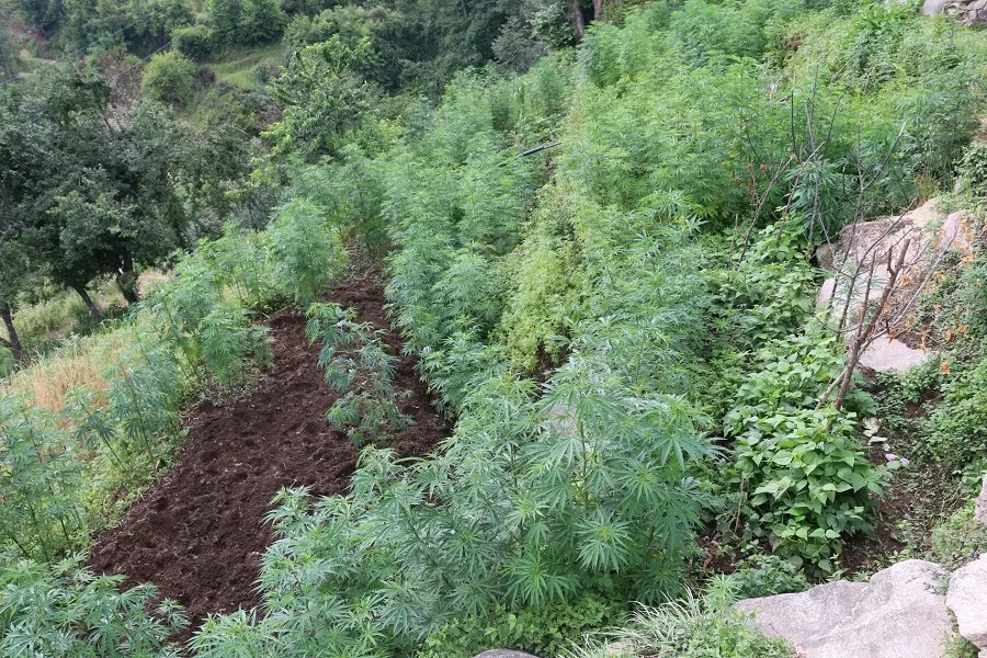 औषधीजन्य प्रयोगका लागि गाँजा खेतीको अध्ययन गर्ने सरकारको निर्णय