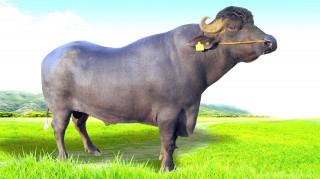 ५५ वर्षदेखि मुर्राबाट नश्ल सुधार