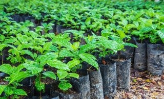 महाभारत गाउँपालिकाका किसानलाई कफीका बिरुवा वितरण 