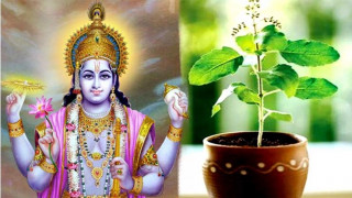 आज  हरिशयनी एकादशी, तुलसीको किन गरिन्छ पूजा ? केछ धार्मिक मान्यता ?