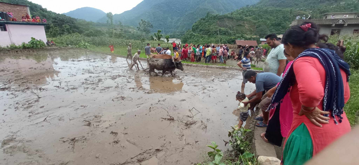 गण्डकी गाउँपालिकाले मनायोे राष्ट्रिय धान दिवस
