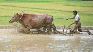 हलगोरु पाल्ने किसानलाई अनुदान