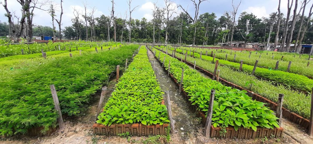 गोरखामा ९० हजार बिरुवा नि:शुल्क वितरण गरिँदै