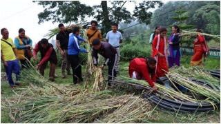 तलब खर्च गरेर नगर उपप्रमुखले बाँडे नि: शुल्क घाँसको बिरुवा