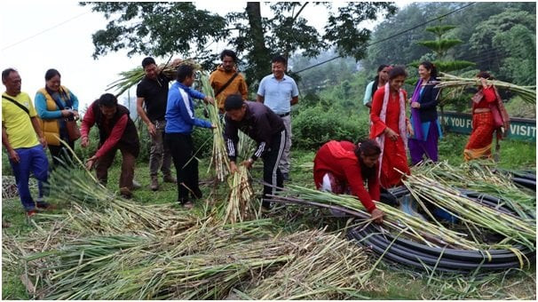 तलब खर्च गरेर नगर उपप्रमुखले बाँडे नि: शुल्क घाँसको बिरुवा