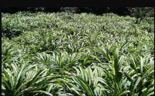 लमजुङमा अलैँचीको उत्पादन बढ्यो तर मूल्य घट्दा किसान चिन्तित