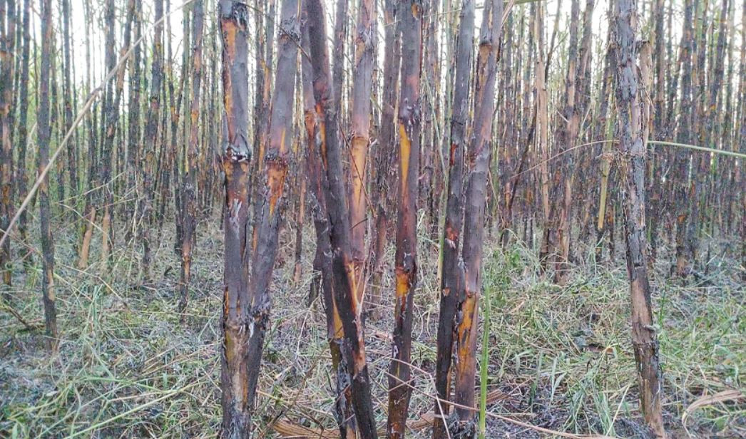 उखु किसानले अनुदानबापतको २९ करोड पाएनन्