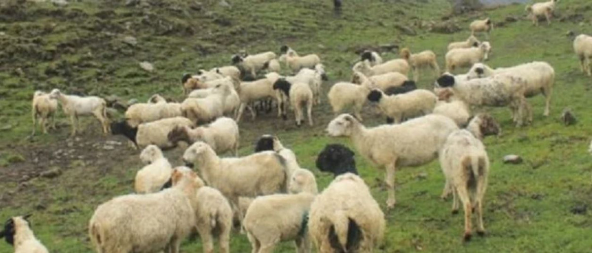 हिम्मतले भेडीगोठ धानेका हिमबहादुर