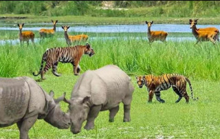वन्यजन्तुको असफल स्थानान्तरण
