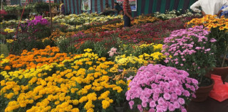 गोदावरी फूल मेलामा एक करोड १७ लाख रुपैयाँ बराबरको कारोबार