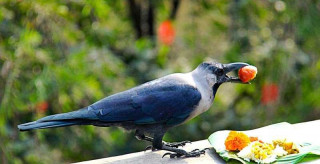 आजदेखि सुरु भयो यमपञ्चक, आज काग तिहार