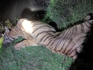 चितवन राष्ट्रिय निकुञ्जमा पोथी पाटेबाघ मृत फेला  