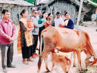 गाई-भैँसीलाई सुत्केरी स्याहार भत्ता दिइने
