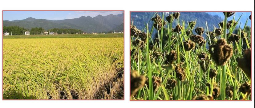 कर्णालीको १९ हजार टन रैथाने बाली खरिद गर्दै व्यापार कम्पनी