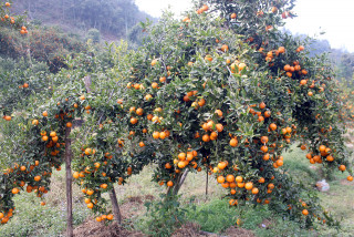 सुन्तलाका रूखले बिजुलीको तार छुन थाले, कसरी टिप्ने ?