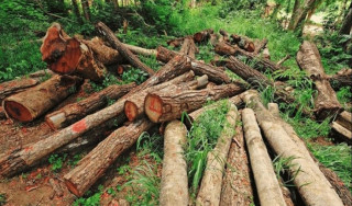 अपर अरुणको पहुँचमार्गका लागि दुई हजार रुख काटिने