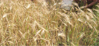 किसान आकर्षित नहुँदा मासिदै जौँ खेती 