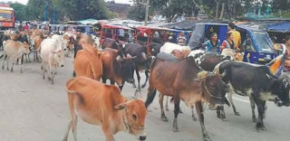 गाई संरक्षण महायज्ञबाट १७ लाख ९६ हजार आम्दानी, खर्च कटाई रु नौ लाख ६७ हजार बचत